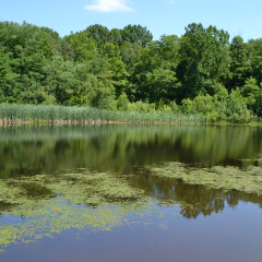 view of Fawn Lake at Kokiwanee Nature Preserve in Wabash County Indiana - a small lake with cattails and floating aquatic vegetation